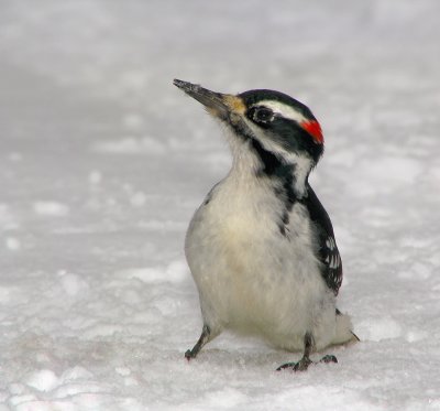 Piciformes