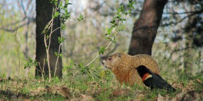 Marmotte et Carouge