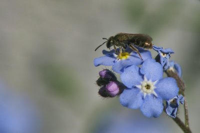 Hyménoptère sur Myosotis