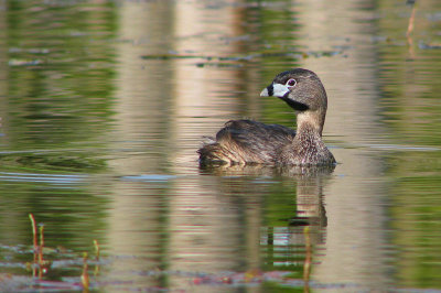 Podicipdiformes