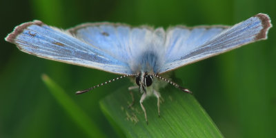 Lpidoptre