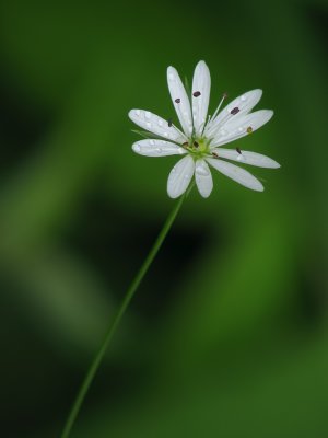Stellaire graminoide