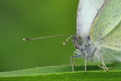 Piride du chou