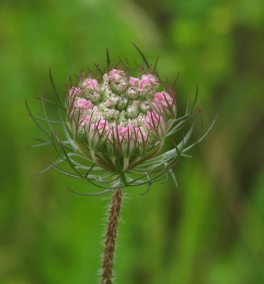 Ombellifère