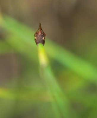 Campylenchia latipes