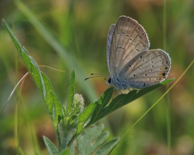 Lpidoptre