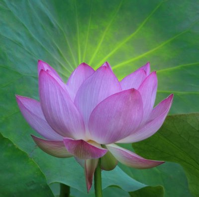 Lotus