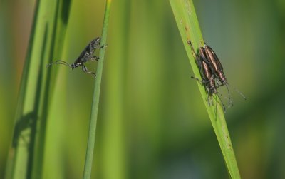 Insectes  identifier