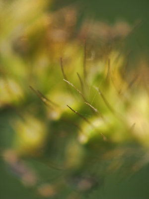 Plante
