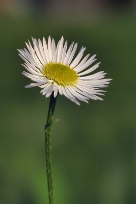 Fleur