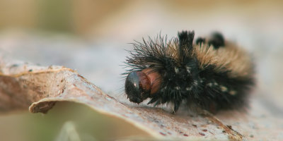 Ctenucha virginica