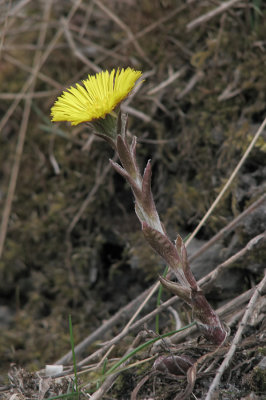 Tussilage (Tussilago farfara)