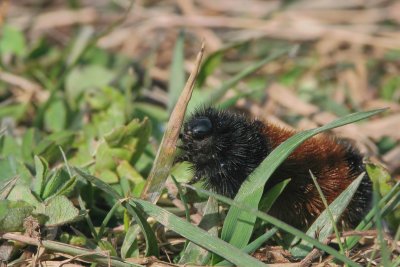 Isia isabelle - Banded Woollybear - Pyrrharctia isabella