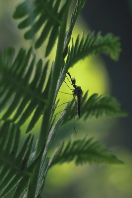 Insecte sur Fougère