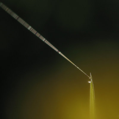 Fil, Herbe et Rosée.