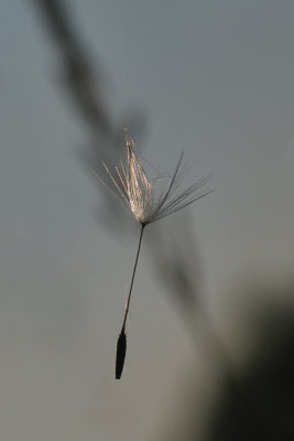 Akène