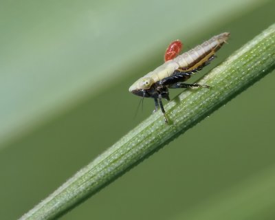 Cicadelle et parasite