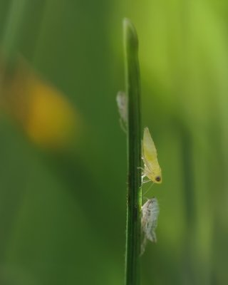 Larve de Cicadelle et son exuvie