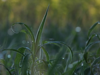 Herbe et rosée