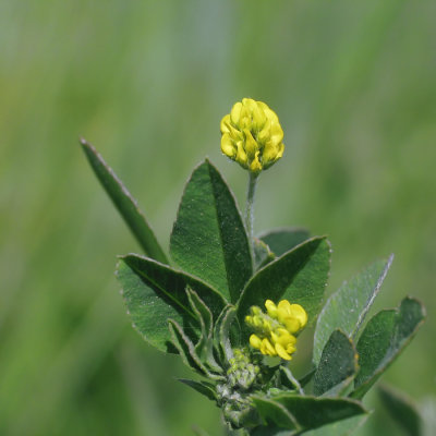 Trfle couch (Trifolium procumbens)