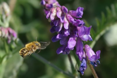 Abeille - Vesce Jargeau