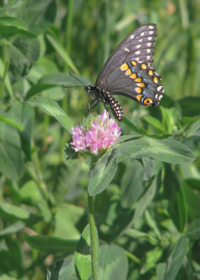 Papillon du Cleri