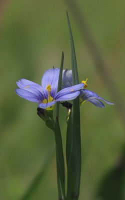 Bermudiennes