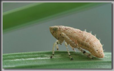 Nymphe de Cicadelle