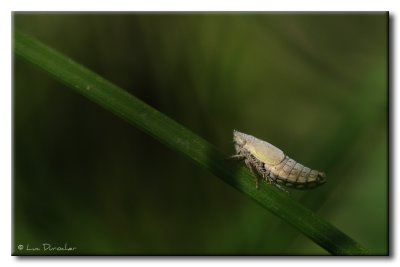 Cicadelle