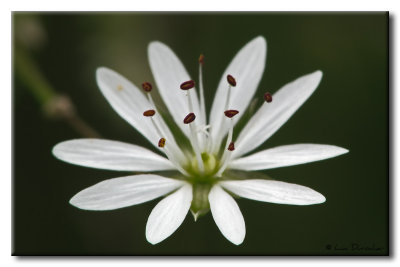 Stellaire graminoïde
