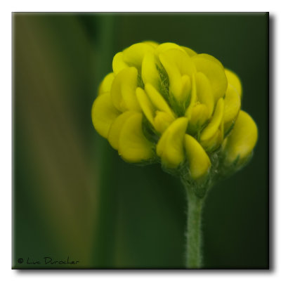 Trèfle couché (Trifolium procumbens)