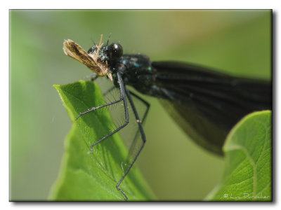 Demoiselle bistre et proie