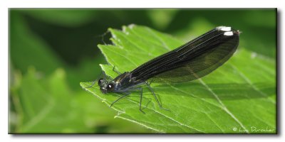 Demoiselle bistre - Calopteryx maculata