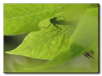 Demoiselle bistrée - Calopteryx maculata