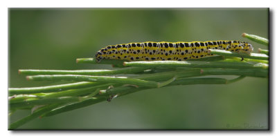 Calophasia lunula - Toadflax Brocade