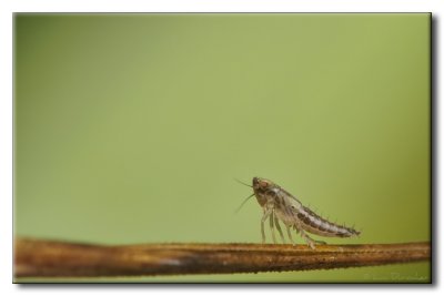 Cicadelle (nymphe)