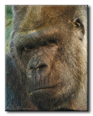 Gorille des plaines (Mumba)