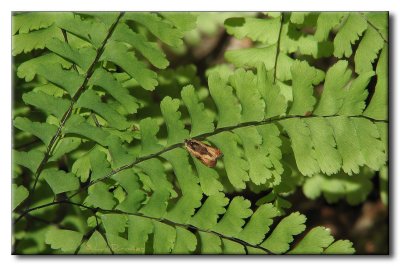 Microlépidoptère sur Capillaire