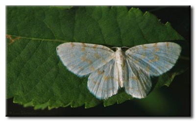 Lpidoptre