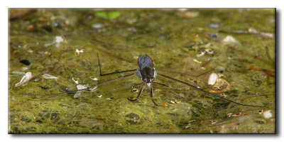 Patineur - Water strider - Gerris lacustris