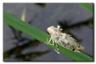 Exuvie de Cicadelle