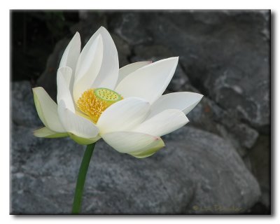 Lotus