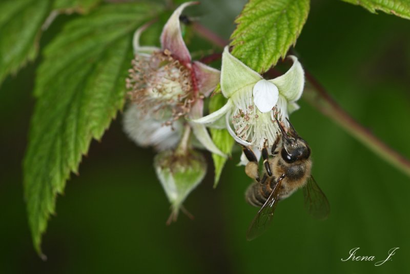 Rubus idaeus - raspberry - malina (IMG_1440ok copy.jpg)