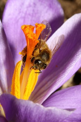 bee in the flower Krokus