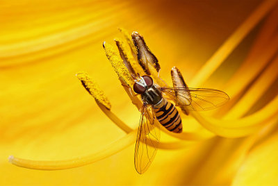 Marmalade howerfly - episyrphus-balteatus