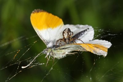 RICH CATCH - SPIDER ON THE BUTTERFLY IMG_0911ok.jpg