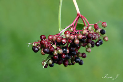 Samblucus adoxacea - Elderberry - bezeg (IMG_1376ok copy.jpg)