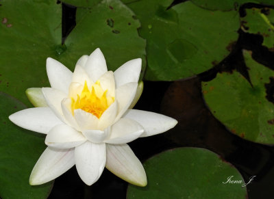 Nymphaea alba - water lily - lokvanj (ar3 copy.jpg)