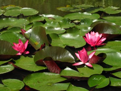 Nymphaea lotus - water lily - lokvanj (IMG_3255ok copy.jpg)