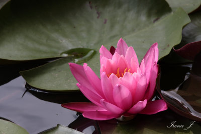 Nymphaea lotus - water lily - lokvanj (lokvanj3 copy.jpg)